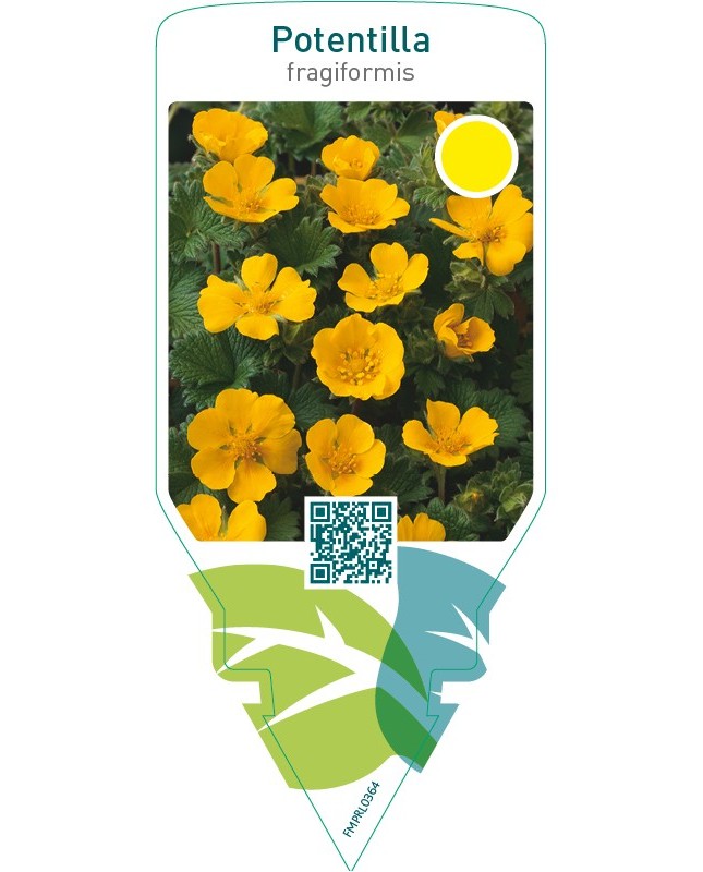 Potentilla fragiformis