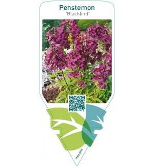 Penstemon ‘Blackbird’