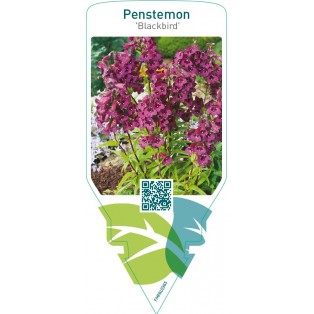 Penstemon ‘Blackbird’