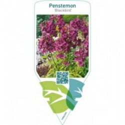 Penstemon ‘Blackbird’