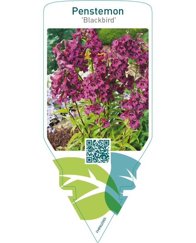 Penstemon ‘Blackbird’