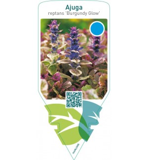 Ajuga reptans ‘Burgundy Glow’