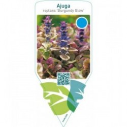 Ajuga reptans ‘Burgundy Glow’