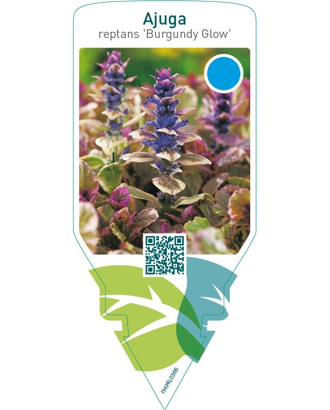 Ajuga reptans ‘Burgundy Glow’