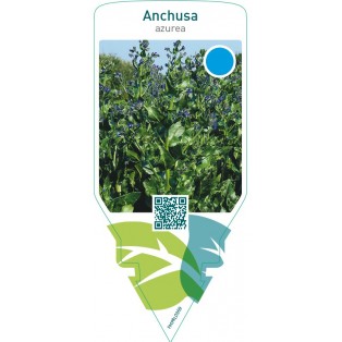 Anchusa azurea