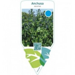 Anchusa azurea