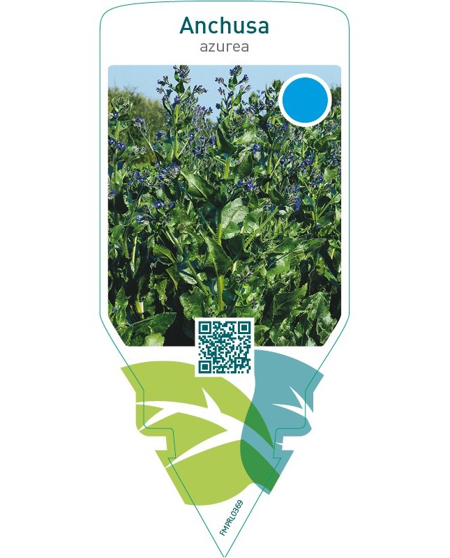 Anchusa azurea