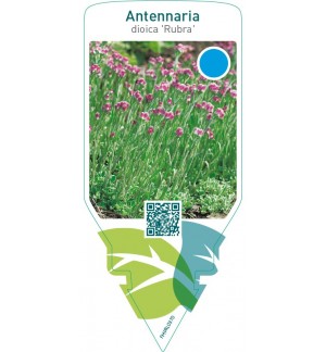 Antennaria dioica ‘Rubra’