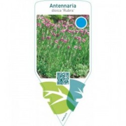 Antennaria dioica ‘Rubra’