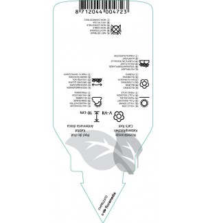 Etichette di Antennaria dioica ‘Rubra’ *