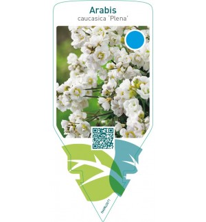 Arabis caucasica ‘Plena’