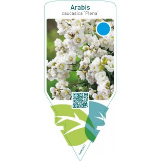 Arabis caucasica ‘Plena’