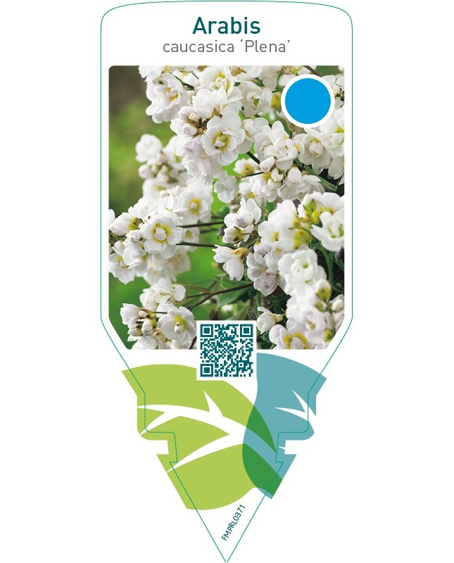 Arabis caucasica ‘Plena’