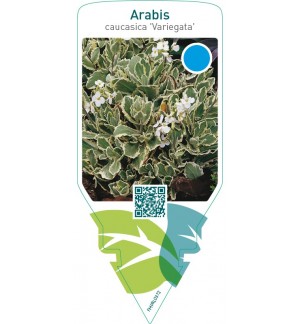 Arabis caucasica ‘Variegata’