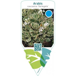 Arabis caucasica ‘Variegata’