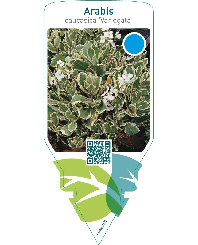 Arabis caucasica ‘Variegata’