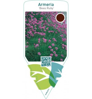Armeria ‘Bees Ruby’
