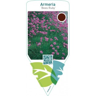 Armeria ‘Bees Ruby’