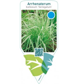 Arrhenatherum bulbosum ‘Variegatum’