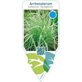 Arrhenatherum bulbosum ‘Variegatum’
