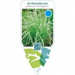 Arrhenatherum bulbosum ‘Variegatum’