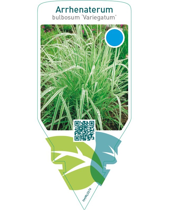 Arrhenatherum bulbosum ‘Variegatum’