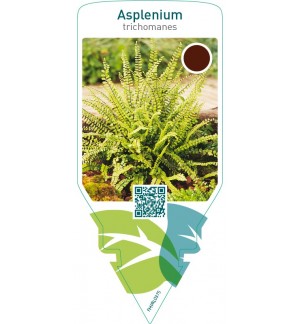 Asplenium trichomanes