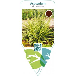 Asplenium trichomanes