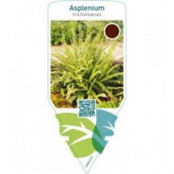 Asplenium trichomanes