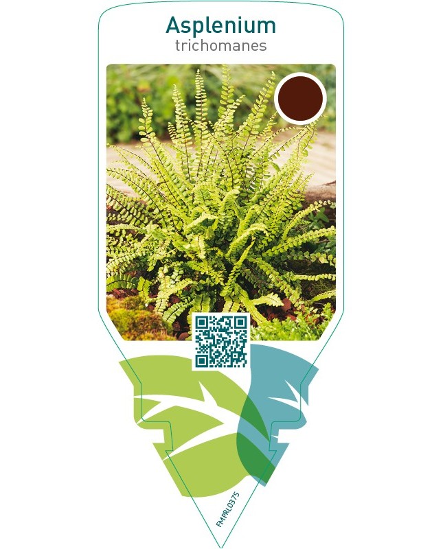 Asplenium trichomanes