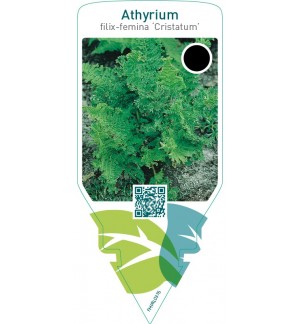 Athyrium filix-femina ‘Cristatum’