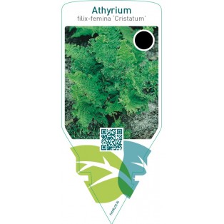 Athyrium filix-femina ‘Cristatum’