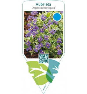 Aubrieta ‘Argenteovariegata’