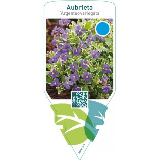 Aubrieta ‘Argenteovariegata’