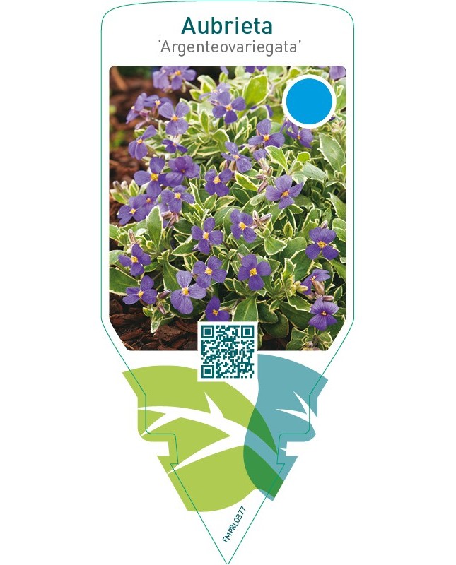 Aubrieta ‘Argenteovariegata’