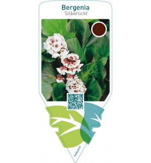 Bergenia ‘Silberlicht’