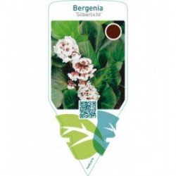 Bergenia ‘Silberlicht’