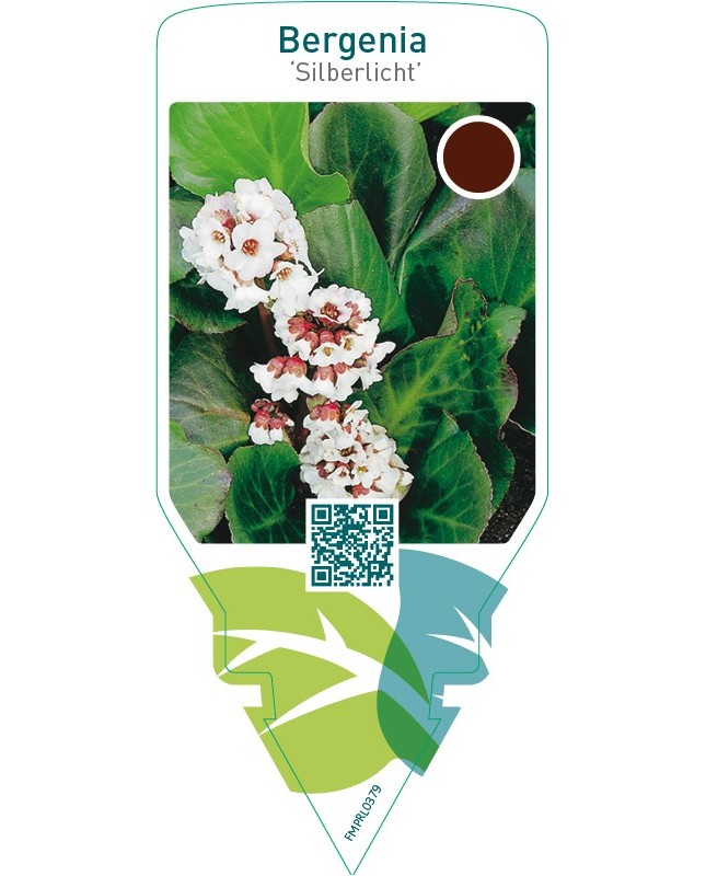 Bergenia ‘Silberlicht’