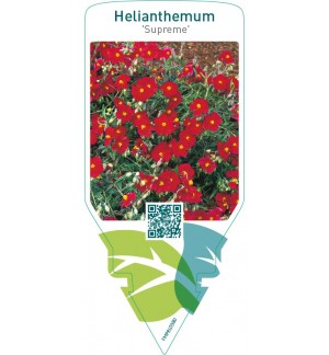 Helianthemum ‘Supreme’