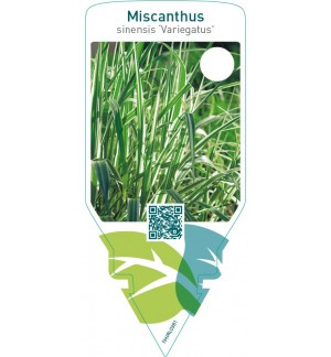 Miscanthus sinensis ‘Variegatus’