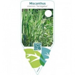Miscanthus sinensis ‘Variegatus’