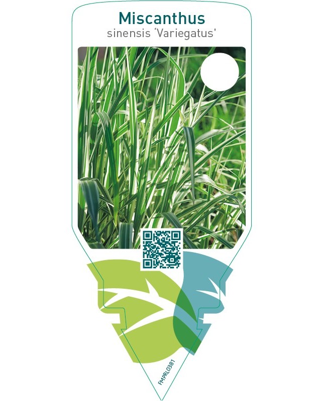 Miscanthus sinensis ‘Variegatus’
