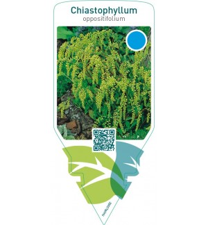 Chiastophyllum oppositifolium