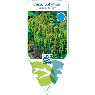 Chiastophyllum oppositifolium