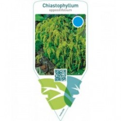 Chiastophyllum oppositifolium