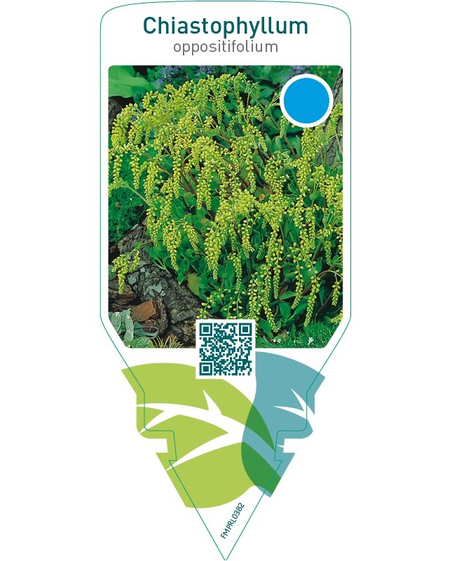 Chiastophyllum oppositifolium