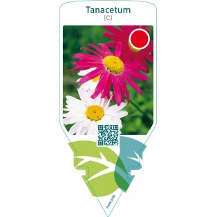 Tanacetum (C)