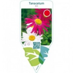 Tanacetum (C)