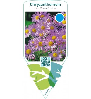 Dendranthema (R) ‘Clara Curtis’