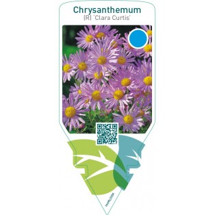 Dendranthema (R) ‘Clara Curtis’